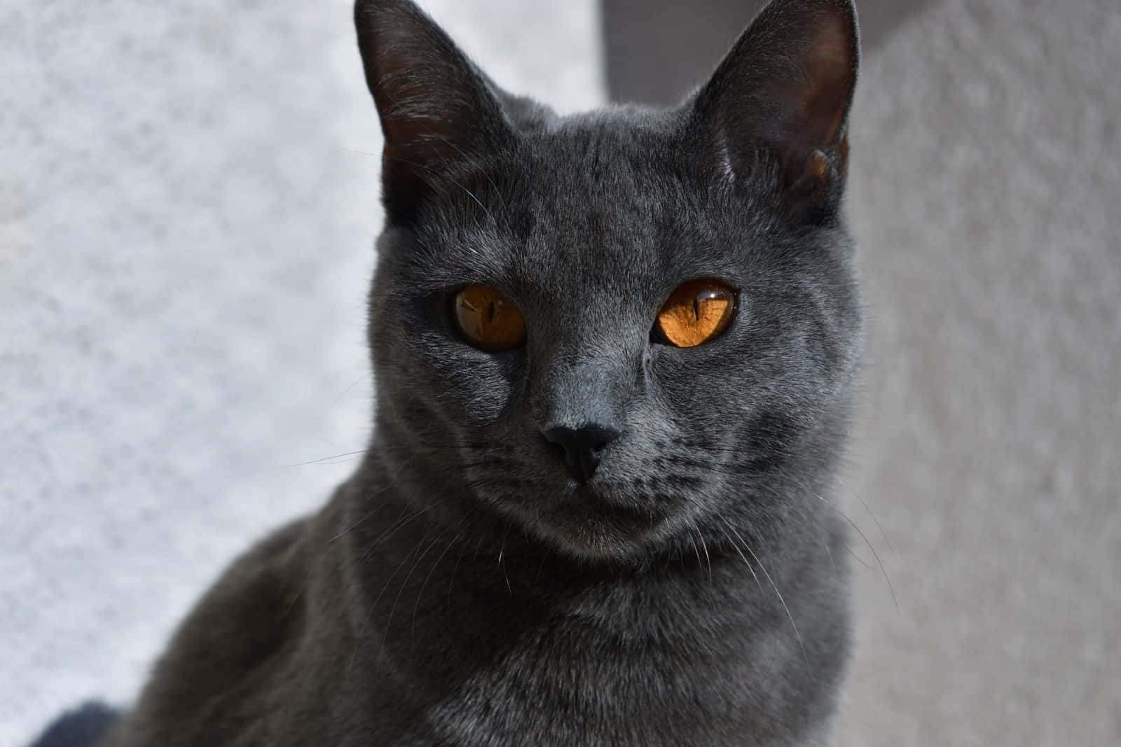 A Beautiful Chartreux Cat Lounging On A Bed Wallpaper