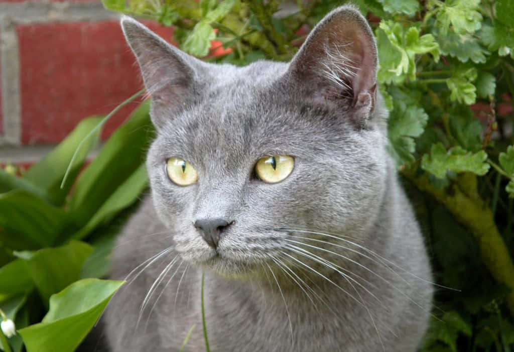 A Beautiful Chartreux Cat Sitting Gracefully Wallpaper