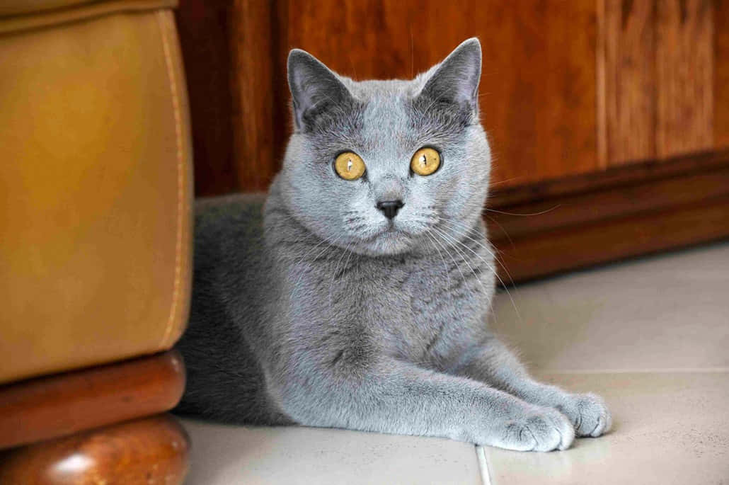 A Beautiful Chartreux Cat Sitting Outdoors On A Stone Pathway Wallpaper