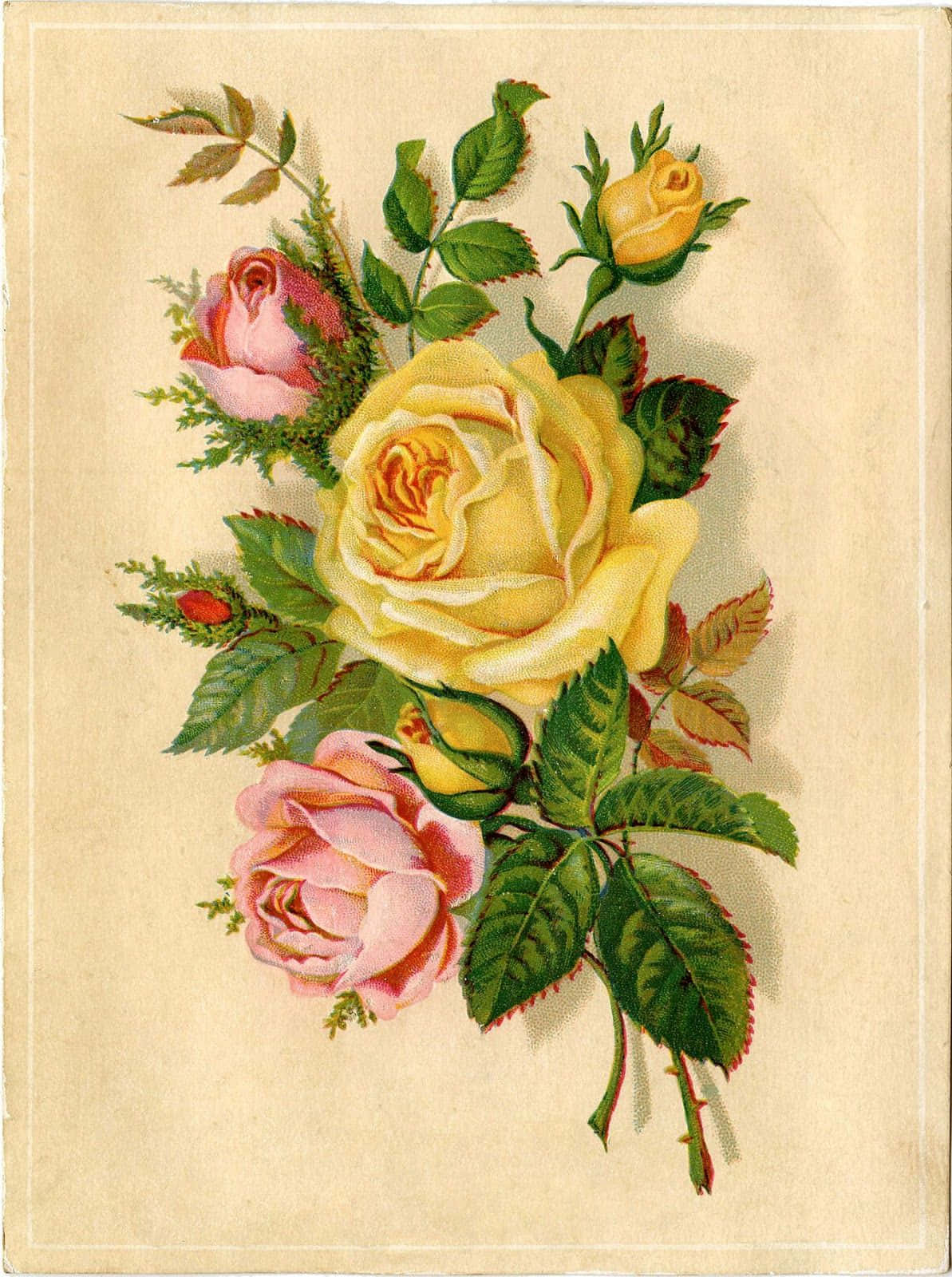 A Beautiful, Close-up Image Of A Vintage Rose With Soft Pink Petals In Full Bloom Wallpaper