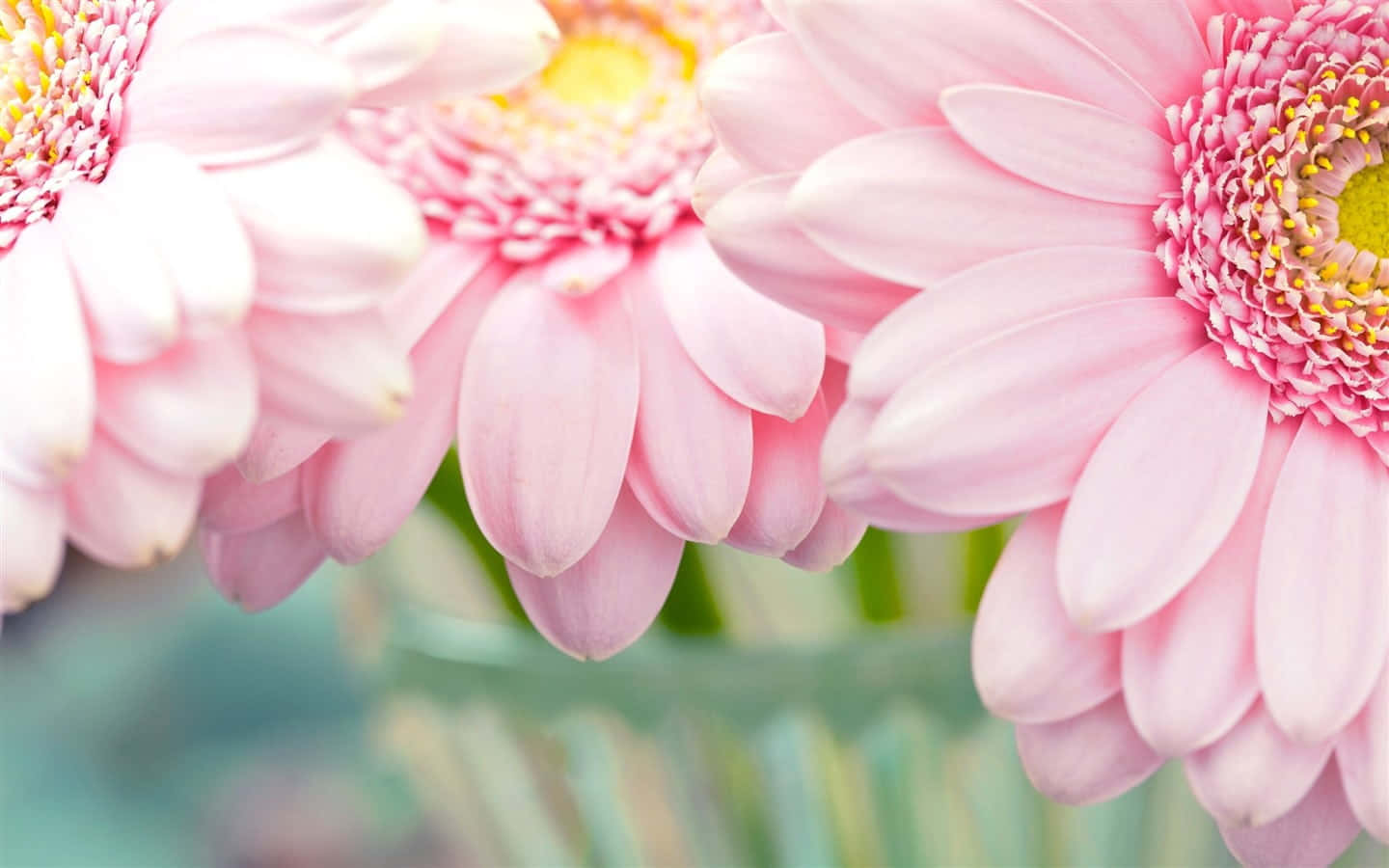 A Beautiful Close-up Of Pink Chrysanthemums In Bloom Wallpaper