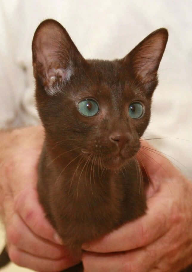 A Beautiful Close-up Shot Of A Havana Brown Cat Wallpaper