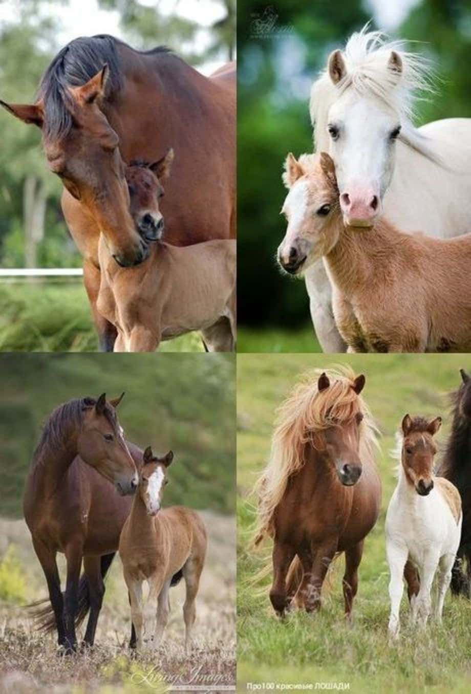 A Beautiful Collage Of Serene Horses In A Peaceful Meadow Wallpaper