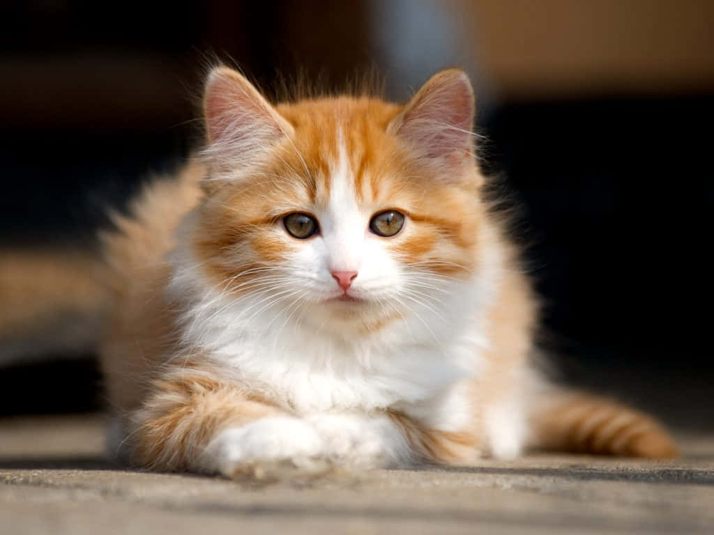 A Beautiful Cymric Cat Resting On A Stone Wall Wallpaper