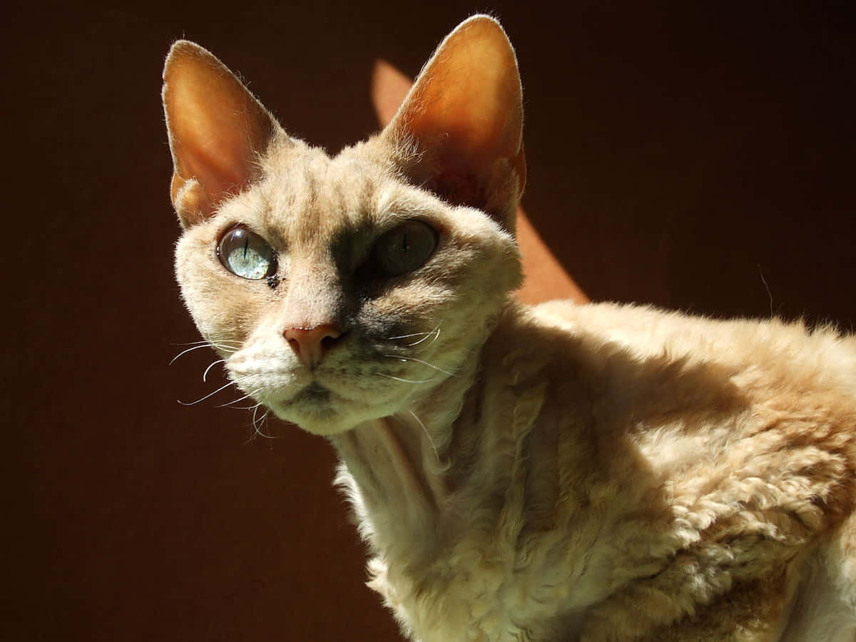 A Beautiful Devon Rex Cat Enjoying A Relaxing Moment Wallpaper