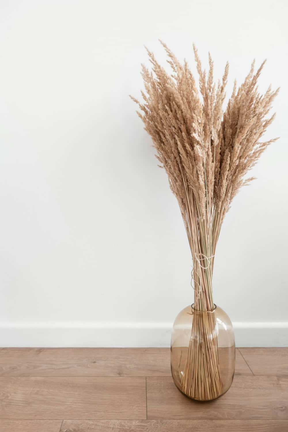 A Beautiful Field Of Pampas Grass In Golden Light Wallpaper