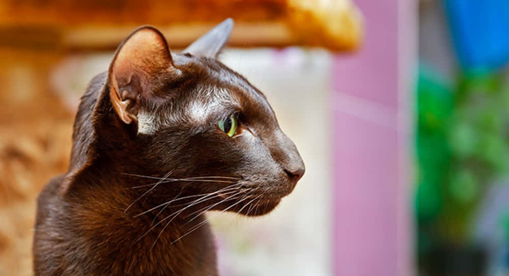 A Beautiful Havana Brown Cat Posing For The Camera Wallpaper