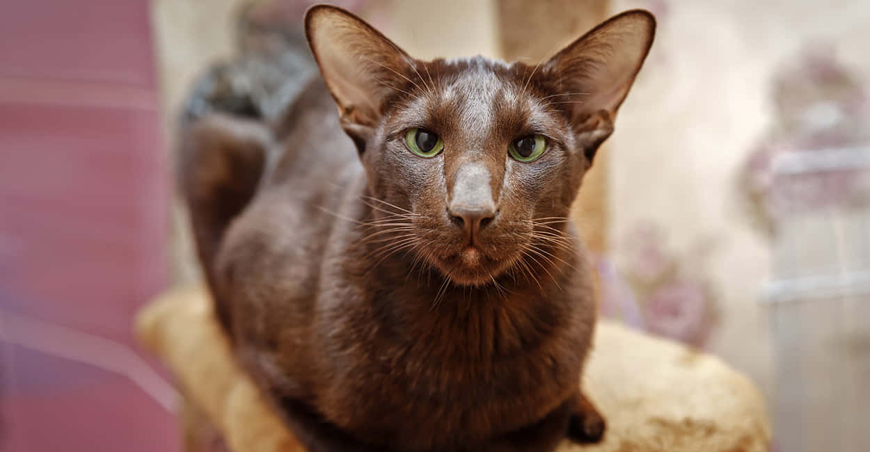 A Beautiful Havana Brown Cat Resting Indoors Wallpaper