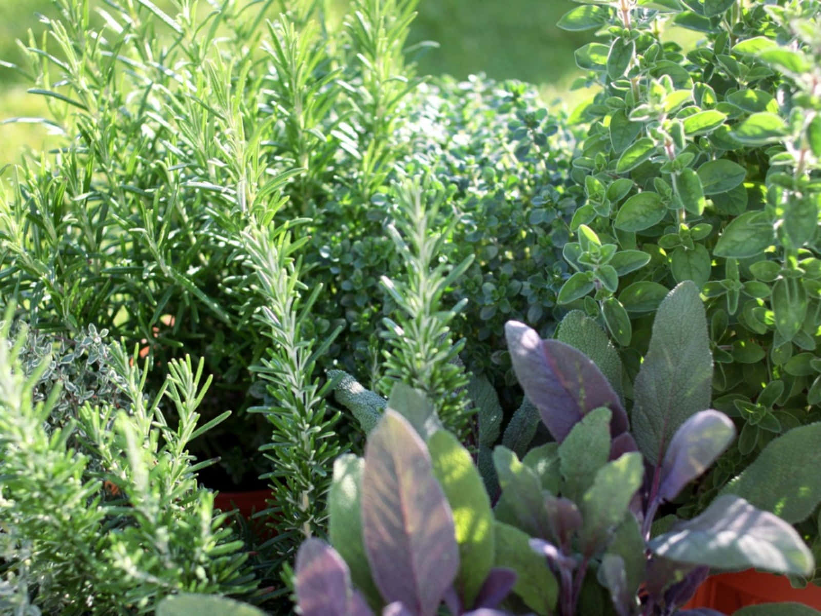 A Beautiful Herb Garden Wallpaper