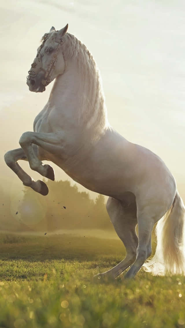 A Beautiful Horse Against A Stunning Sunset Wallpaper