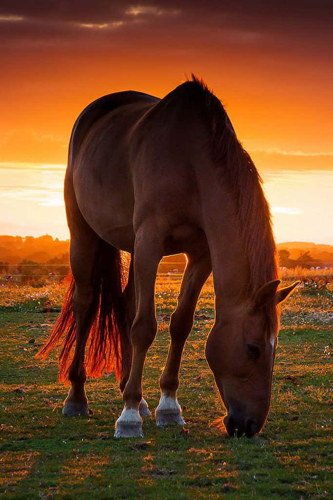 A Beautiful Horse Grazes In A Lush Green Meadow. Wallpaper