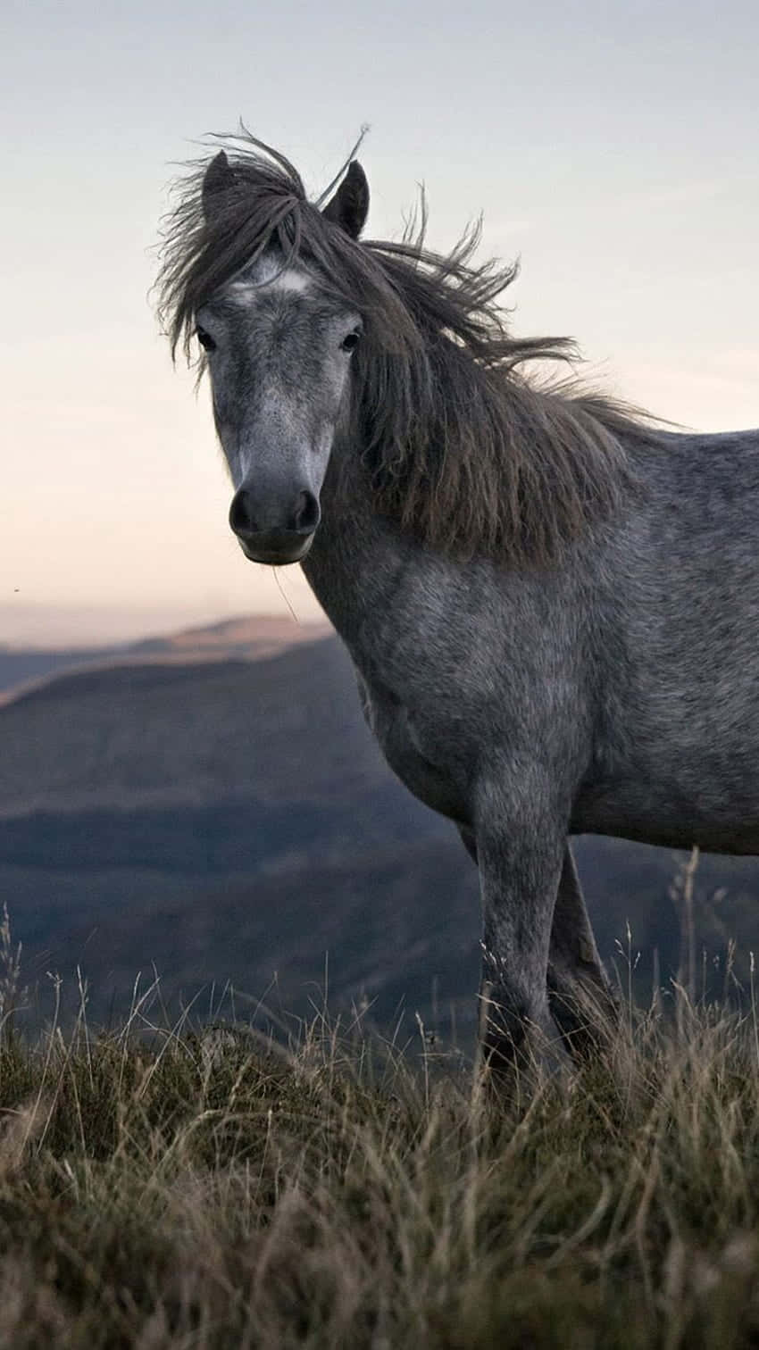 A Beautiful Horse Grazing In An Open Field Wallpaper