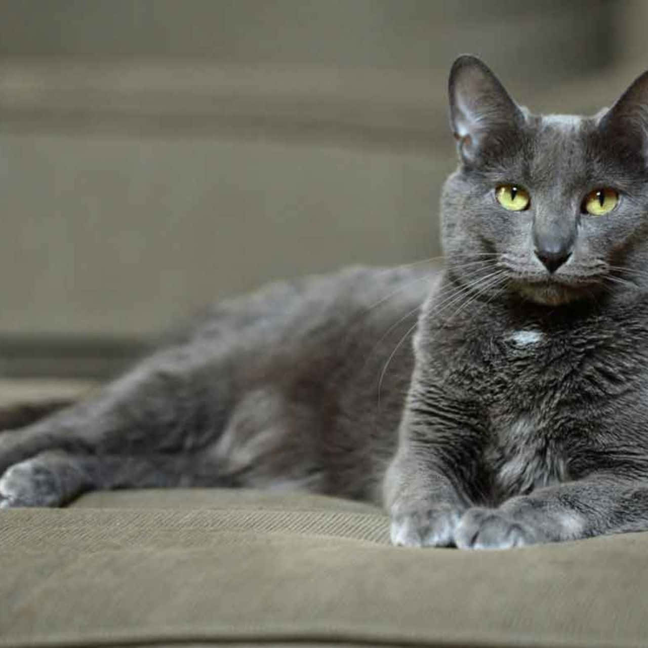 A Beautiful Korat Cat Lounging Wallpaper