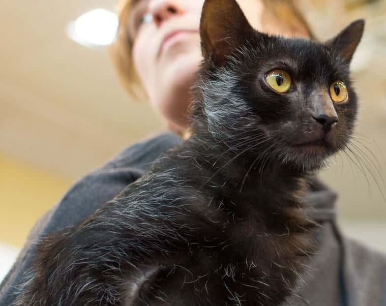 A Beautiful Lykoi Cat With Striking Eyes Gazing Into The Distance. Wallpaper