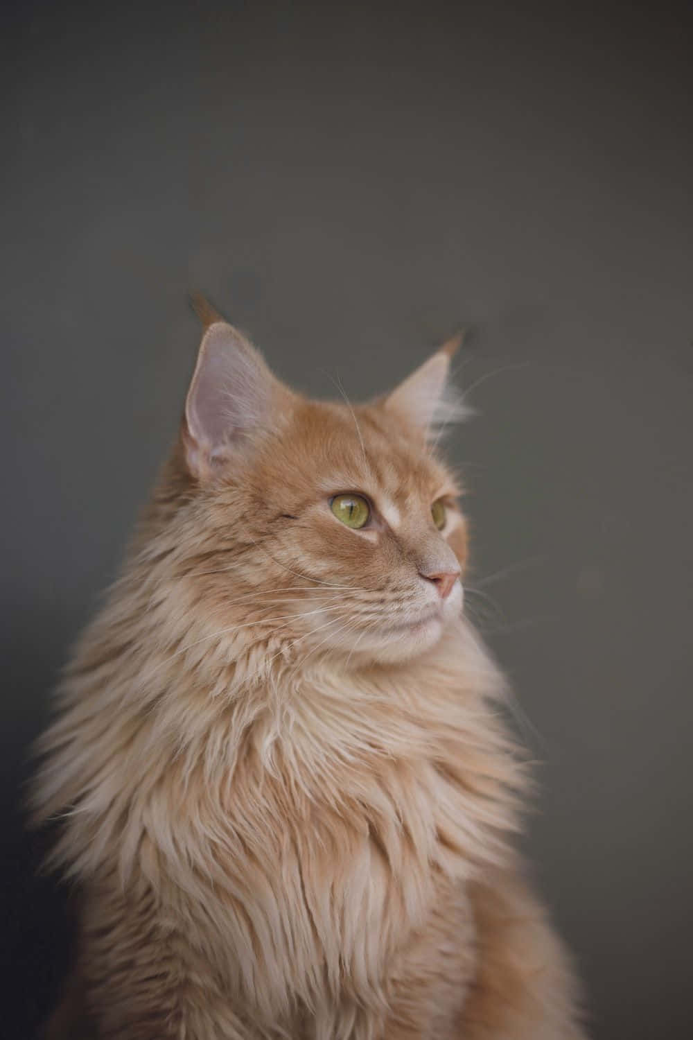 A Beautiful Manx Cat Resting On A Cozy Blanket Wallpaper