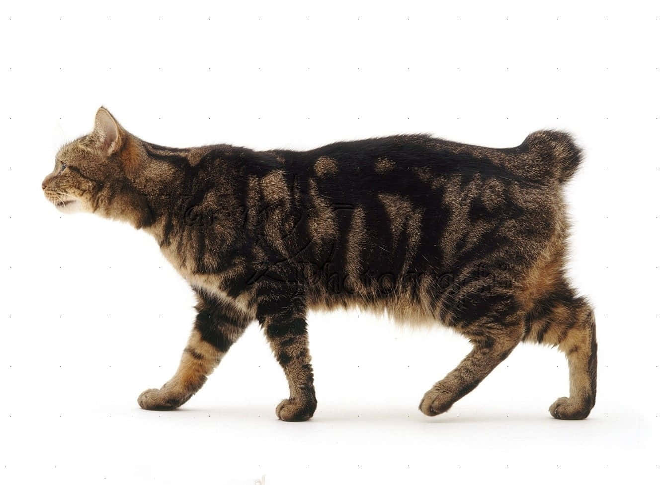 A Beautiful Manx Cat Sitting On A Rock Wallpaper