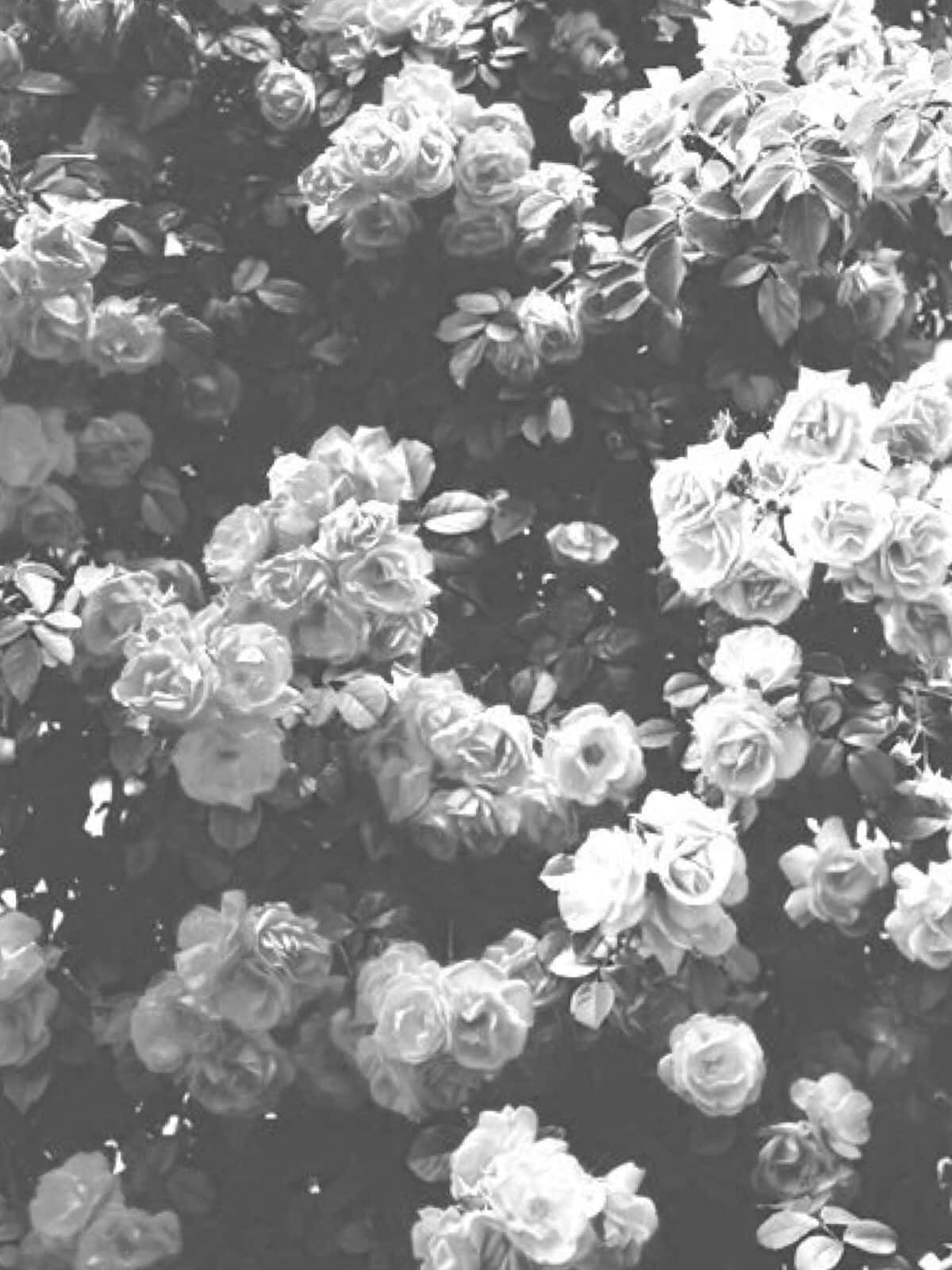 A Beautiful, Monochromatic Flower In Classic Black And White. Wallpaper