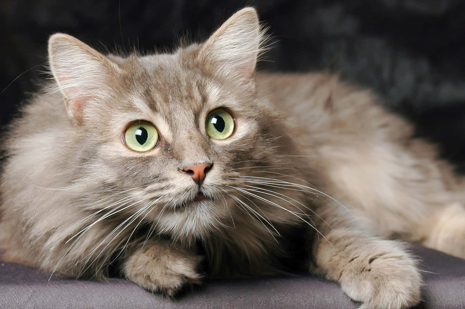 A Beautiful Norwegian Forest Cat Perched On A Tree Branch Wallpaper