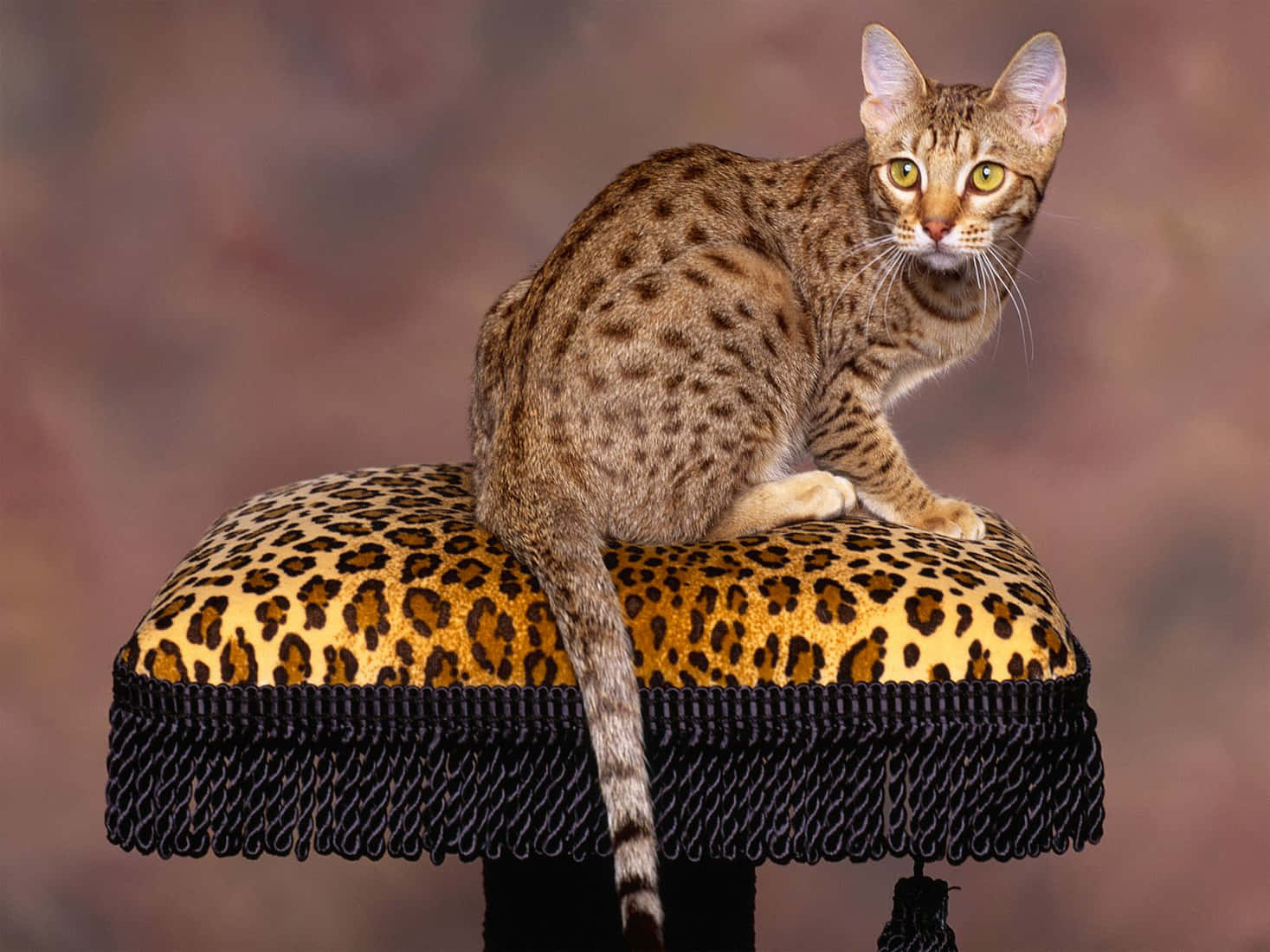 A Beautiful Ocicat Posing In A Natural Environment Wallpaper