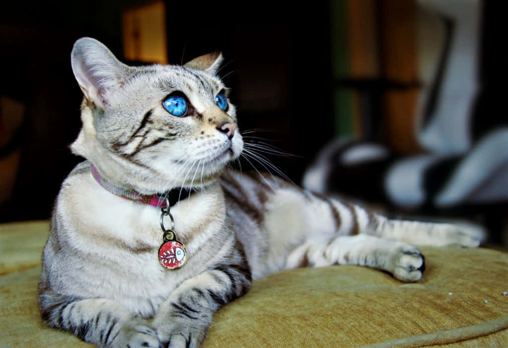 A Beautiful Ojos Azules Cat Lounging On A Green Surface Wallpaper