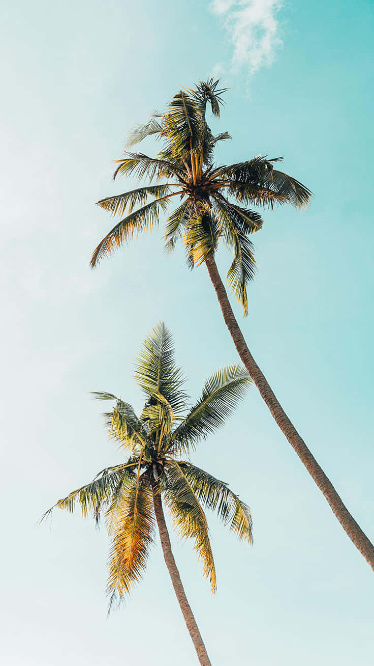 A Beautiful Palm Tree Silhouetted Against The Sun Setting Wallpaper