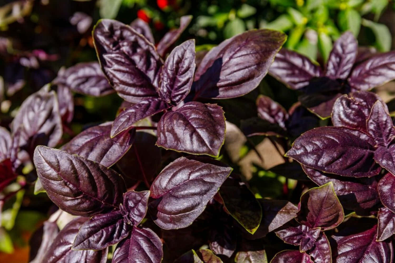 A Beautiful Patch Of Purple Basil Amidst Lush Greenery Wallpaper