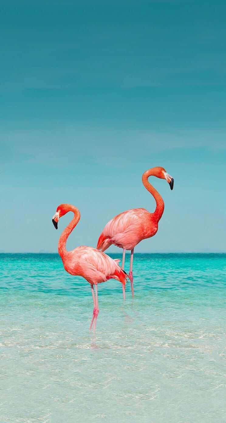 A Beautiful Photograph Of A Flamingo On An Iphone Wallpaper