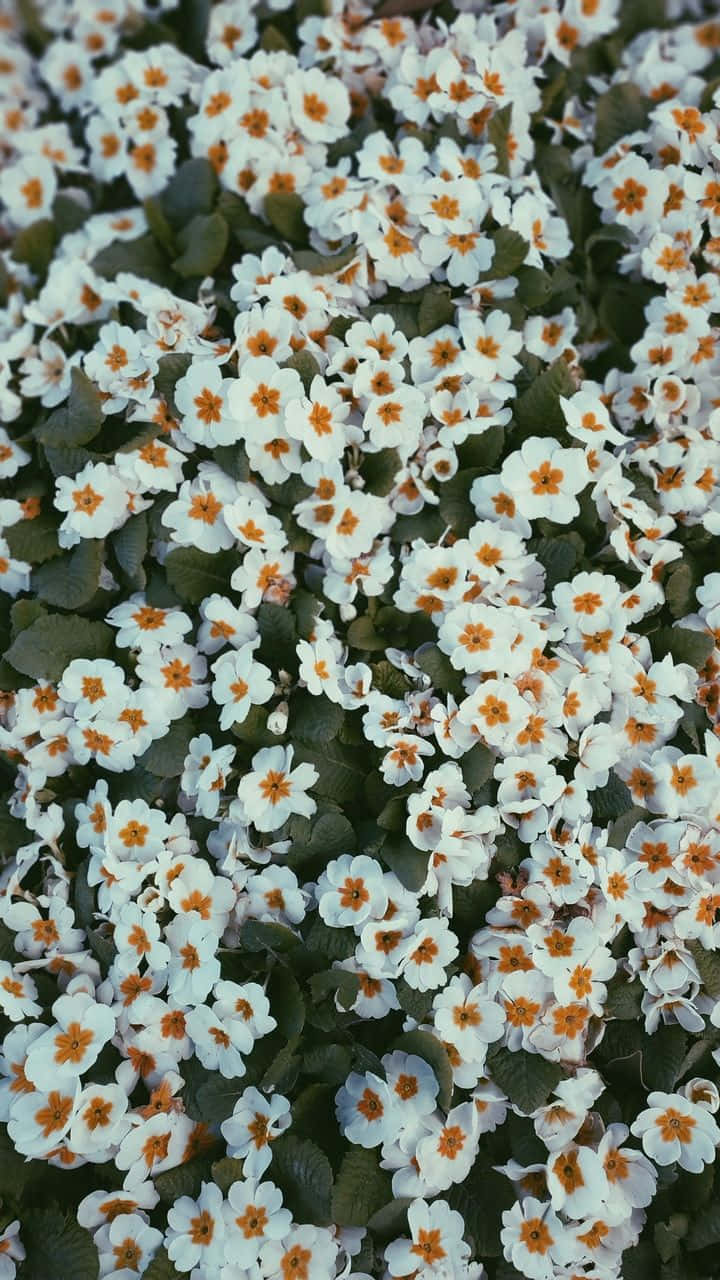 A Beautiful Pink And White Daisy In A Field. Wallpaper