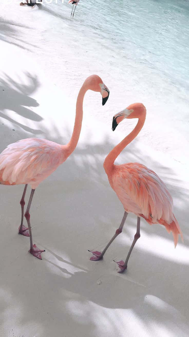 A Beautiful Pink Flamingo Standing And Taking A Dip In A Peaceful Lake. Wallpaper