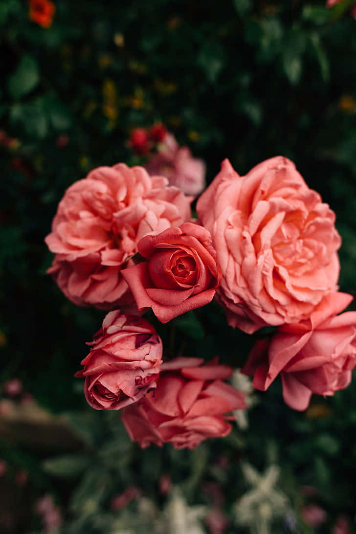 A Beautiful Pink Flower In Nature Wallpaper