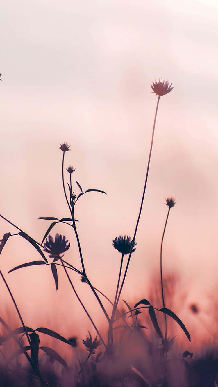 A Beautiful Pink Foliage Set Against A Crystal Blue Sky. Wallpaper