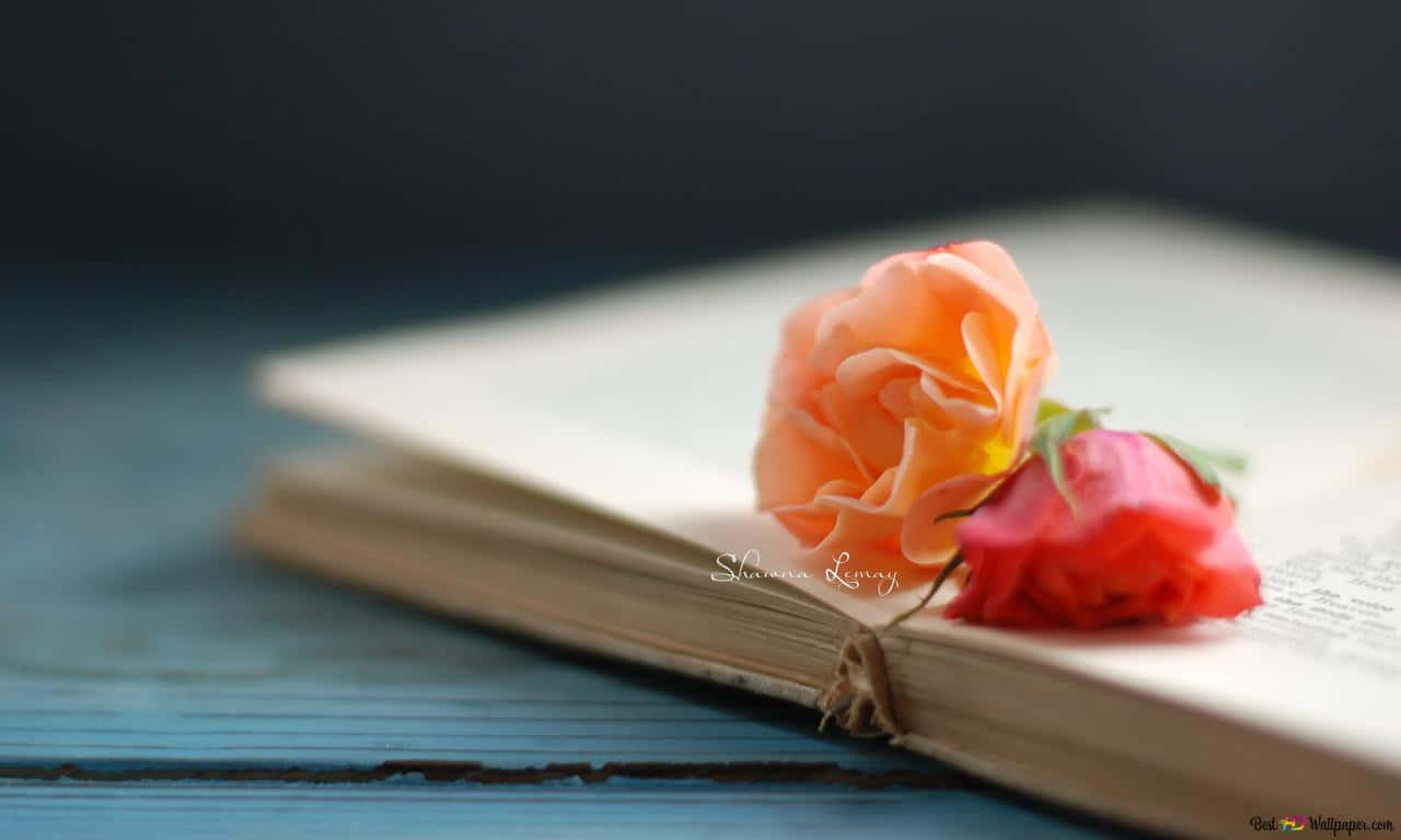 A Beautiful Pink Rose Blooming In Close Up Wallpaper