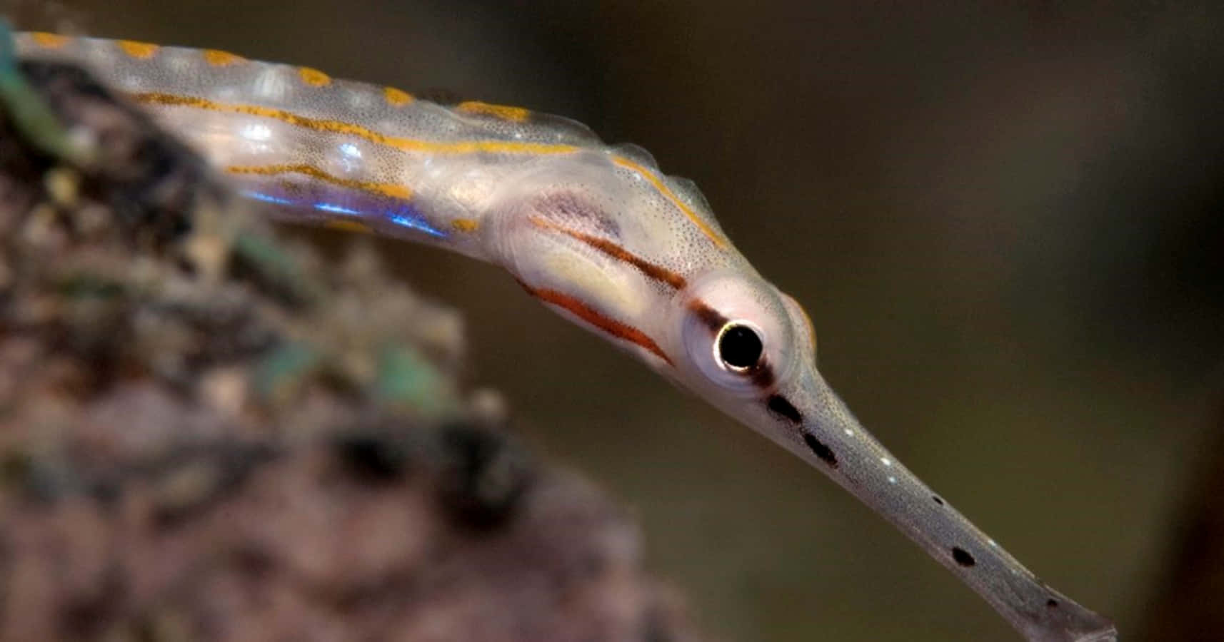 A Beautiful Pipefish Underwater Wallpaper