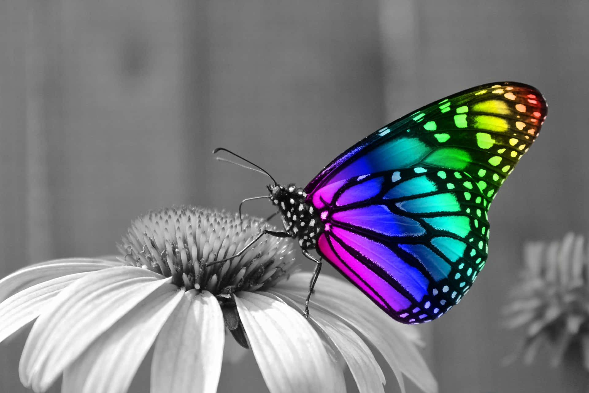 A Beautiful Red And Blue Butterfly Perched Atop A Flower Wallpaper