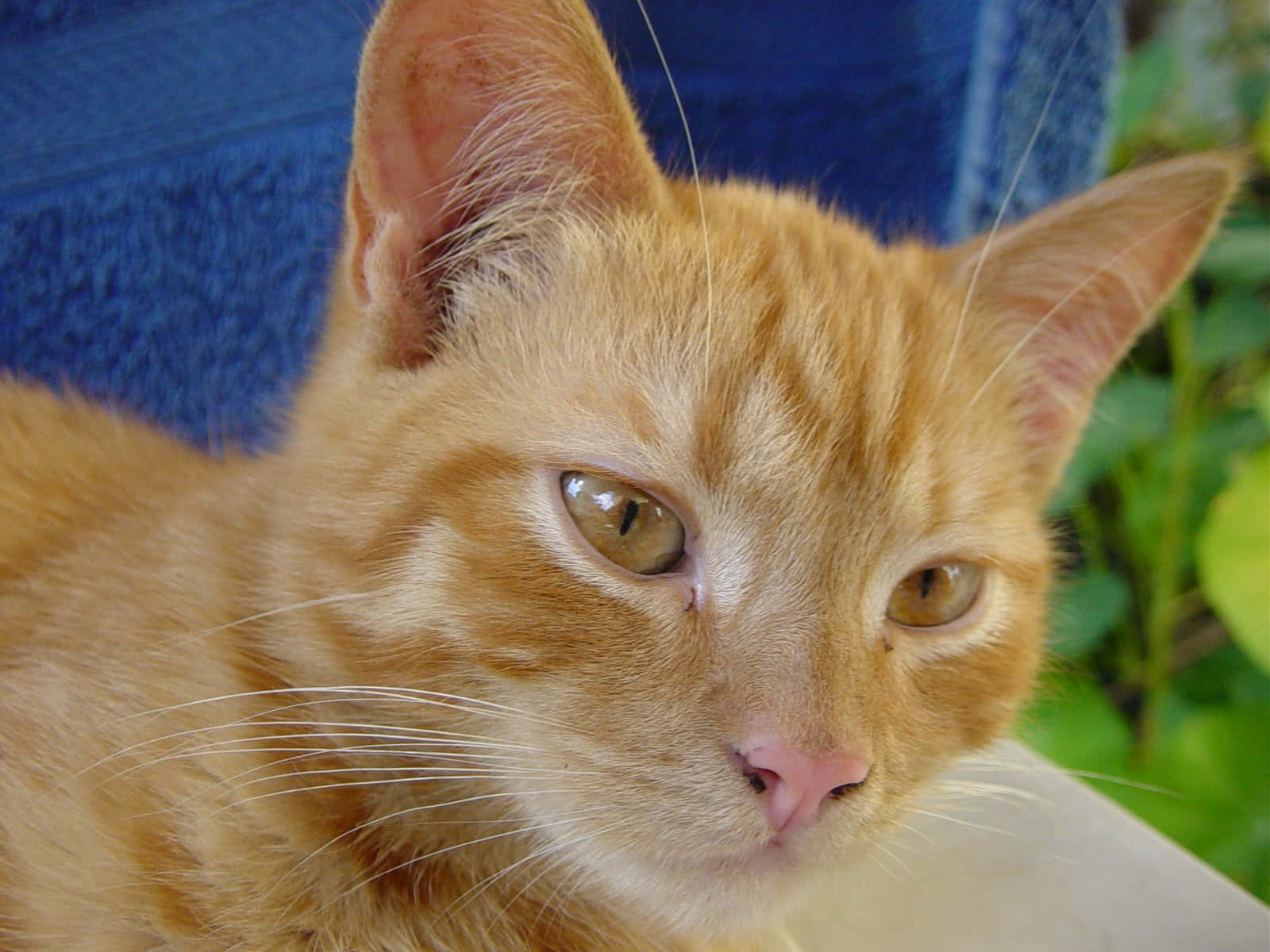 A Beautiful Red Cat Sitting On A Blue Chair Wallpaper