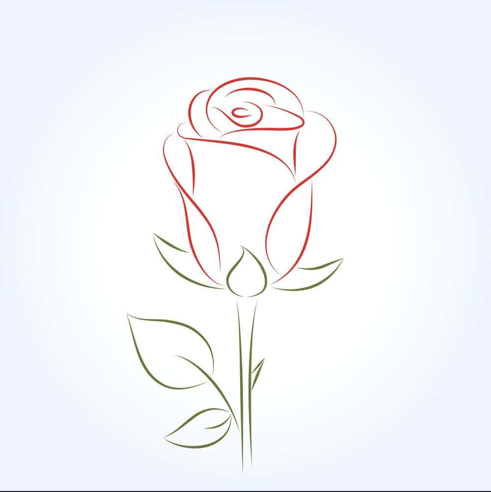 A Beautiful Red Rose Symbolizing Love And Romance Wallpaper