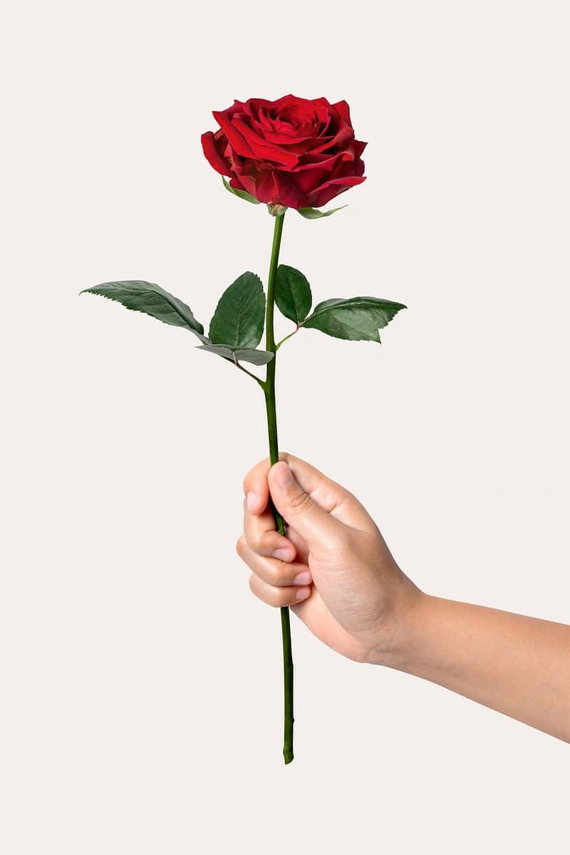 A Beautiful Single Red Rose Highlighted Against A Dark Background Wallpaper