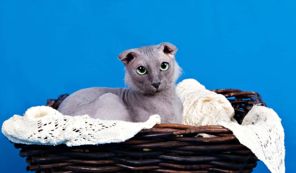 A Beautiful Ukrainian Levkoy Cat Resting Against A Scenic Backdrop Wallpaper