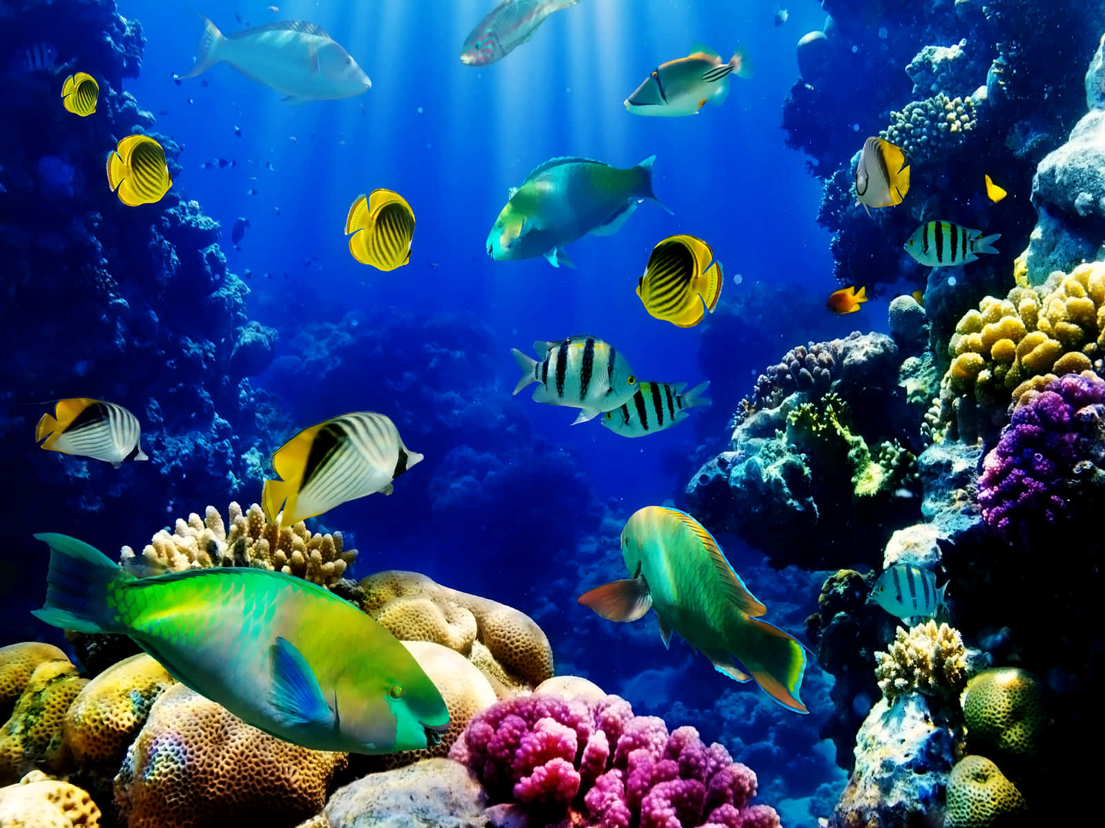 A Beautiful View Of Colourful Live Fish Wallpaper