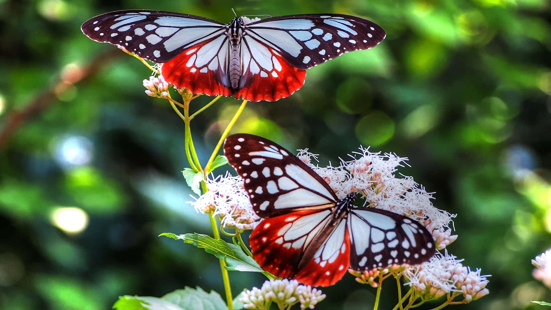 A Beautiful White Butterfly Peacefully Resting On A Bright Orange Flower Wallpaper