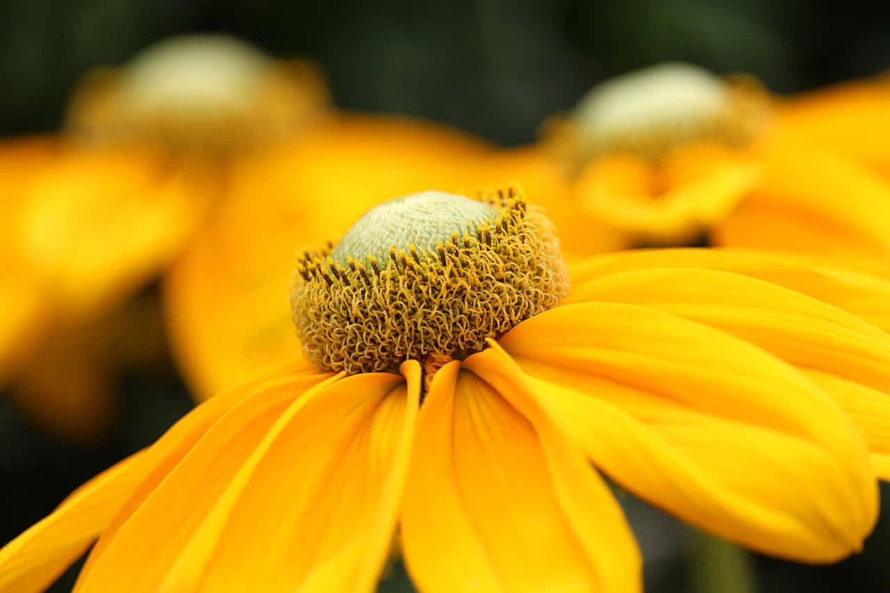 A Beautiful Yellow Coneflower In Full Bloom Wallpaper