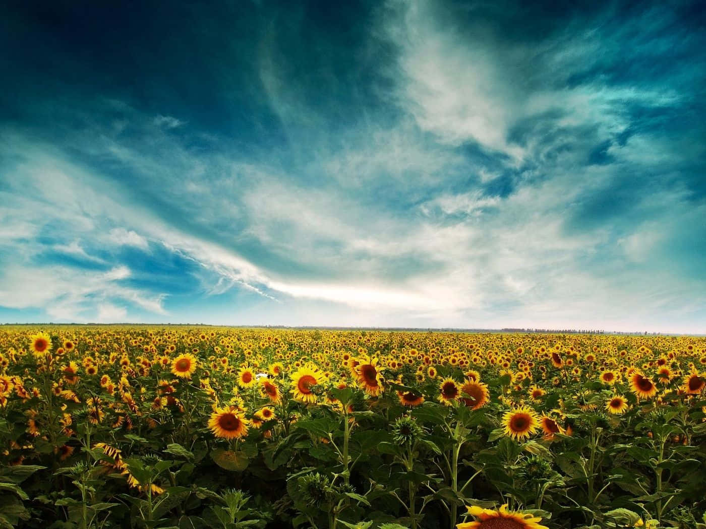 A Beautiful Yellow Summer Day Wallpaper