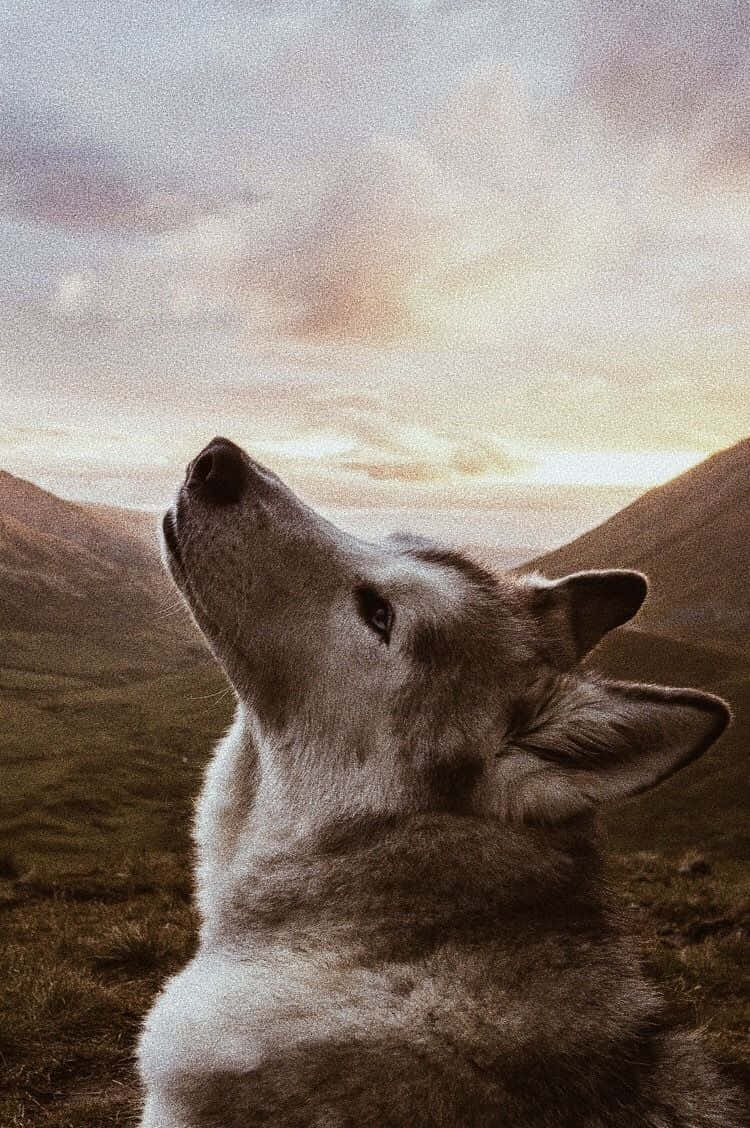 A Beautiful, Young Dog Rests In A Soft, Grassy Field, Basking In The Sun's Rays Wallpaper