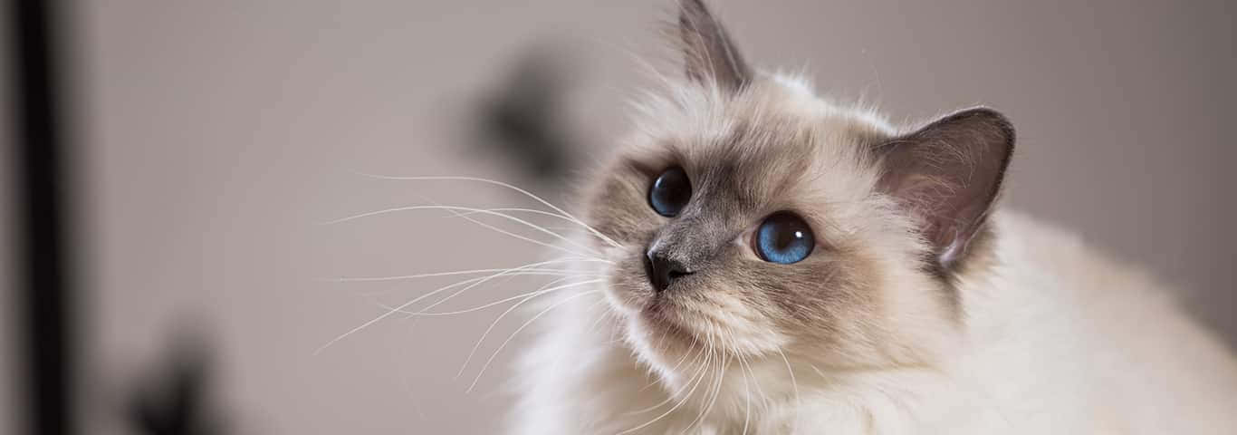 A Birman Cat Staring With Curiosity Wallpaper