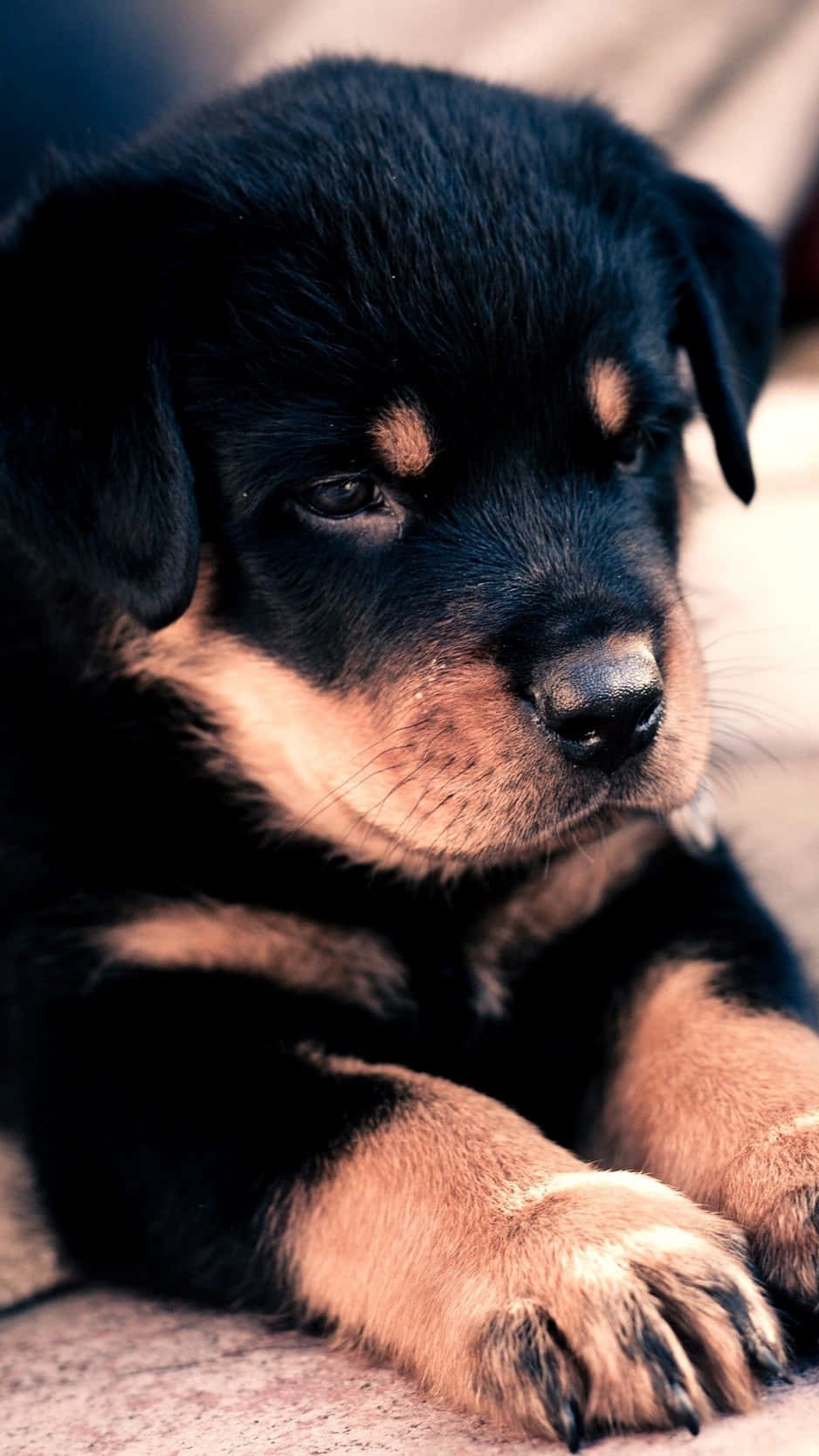 A Black And Tan Puppy Laying Down On The Ground Wallpaper