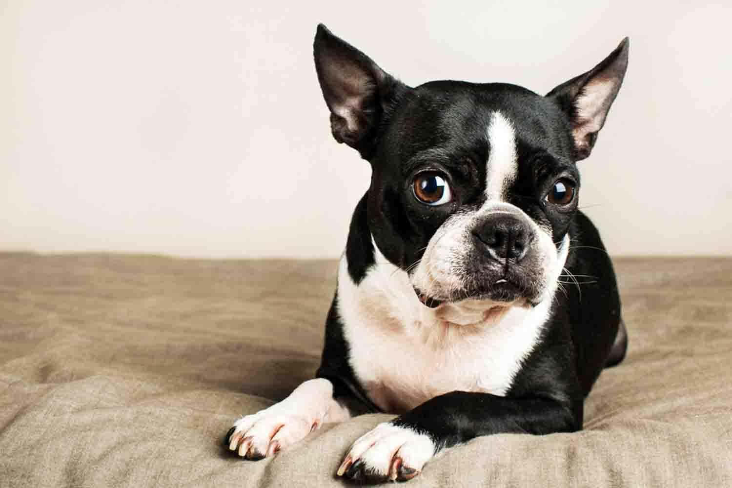 A Black And White Dog Laying On A Bed Wallpaper