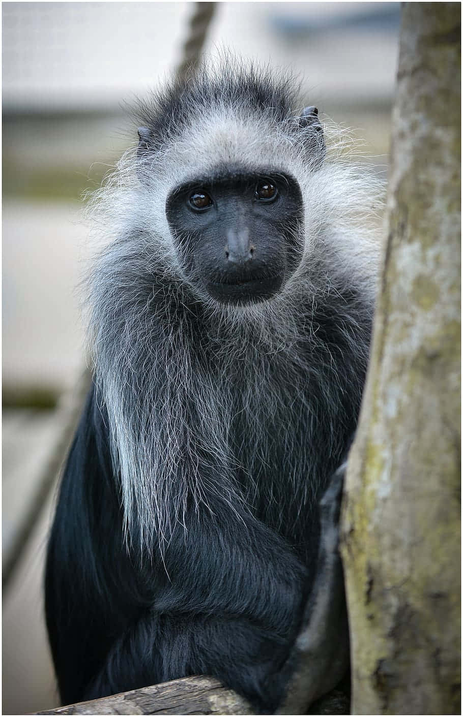 A Black And White Monkey Is Sitting In A Tree Wallpaper