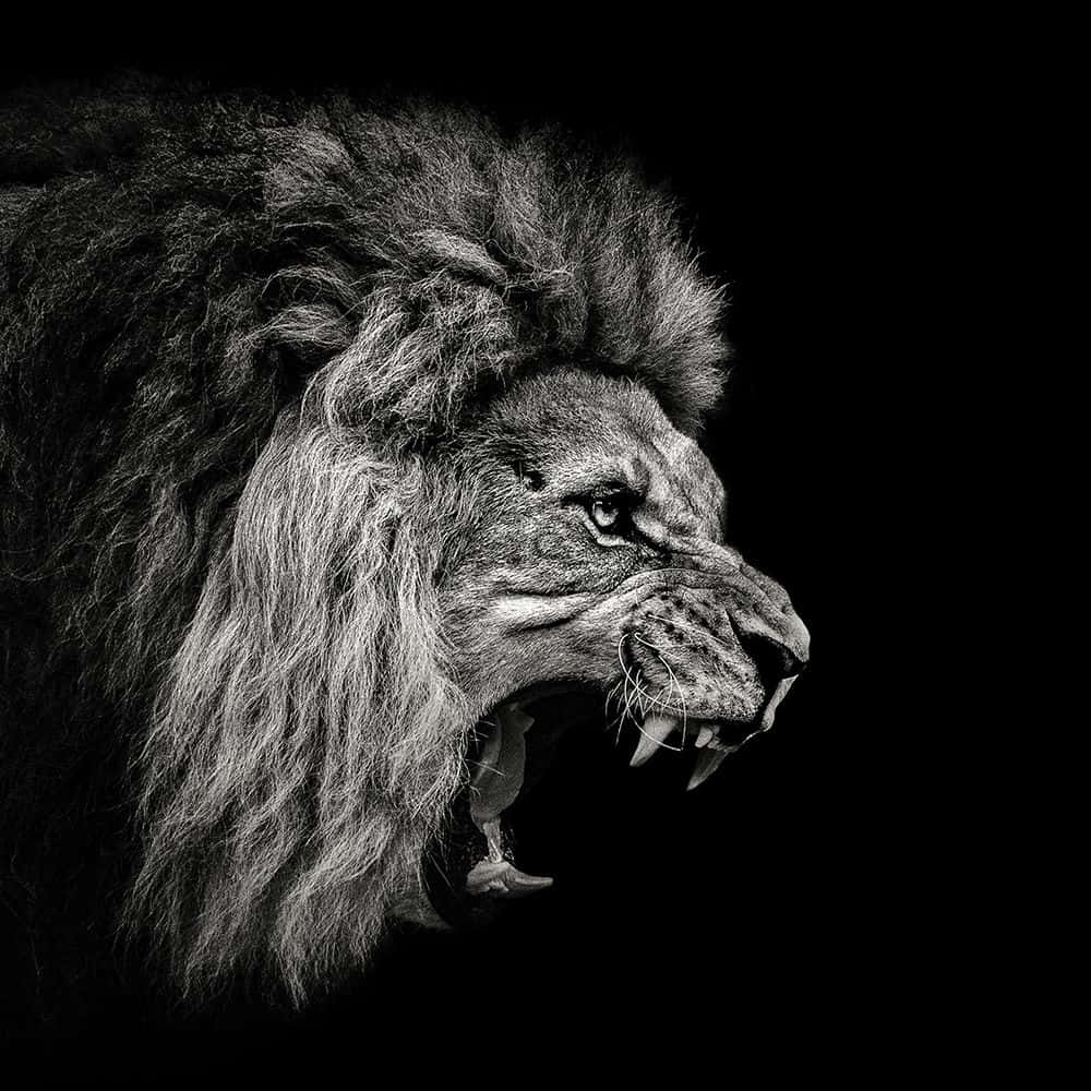 A Black And White Photo Of A Lion Roaring Wallpaper