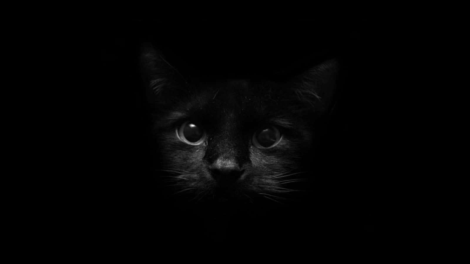 A Black Cat Is Staring At The Camera In The Dark Wallpaper