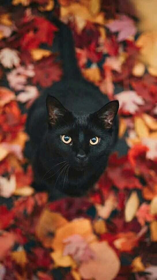 A Black Cat Peers Out From Behind A White Pumpkin During Halloween Wallpaper